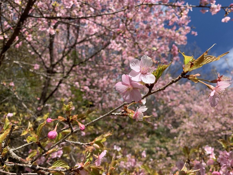 越生梅林＆顔振峠