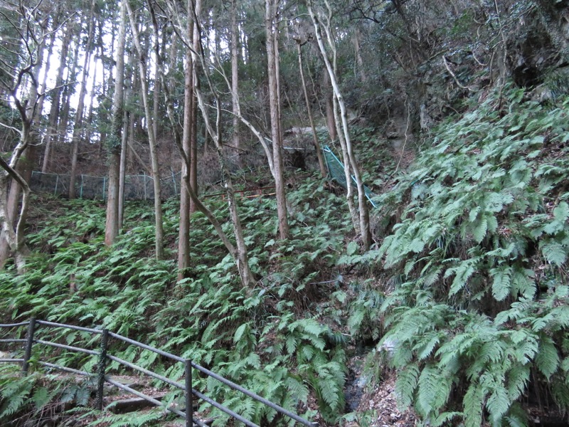 越生梅林＆顔振峠