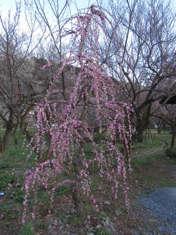 越生梅林＆顔振峠