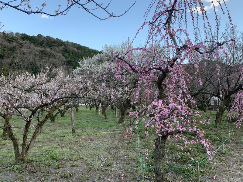 越生梅林＆顔振峠