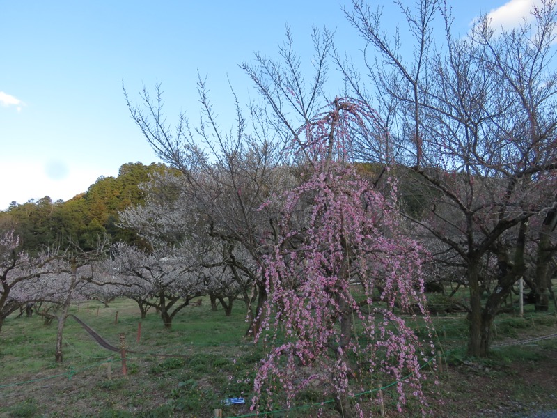 越生梅林＆顔振峠