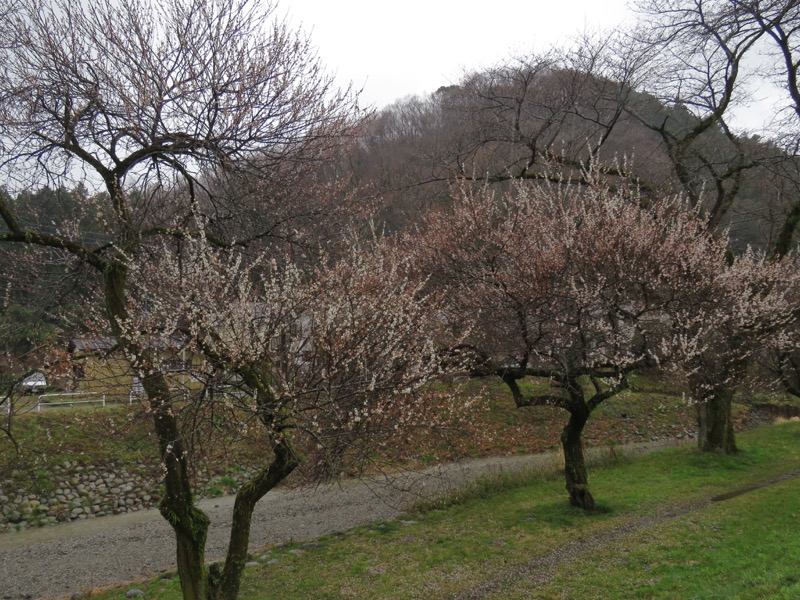 高尾梅郷＆高尾山