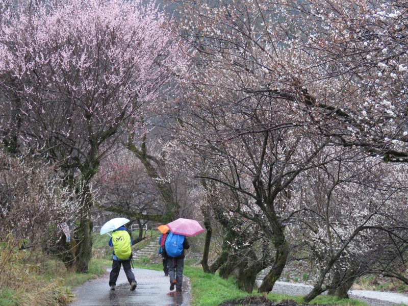 高尾梅郷＆高尾山