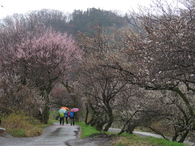 高尾梅郷＆高尾山