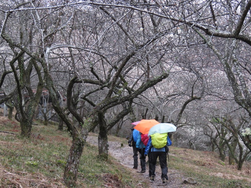 高尾梅郷＆高尾山