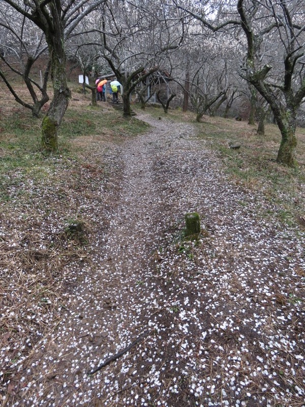 高尾梅郷＆高尾山