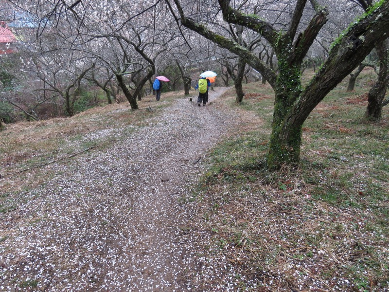 高尾梅郷＆高尾山