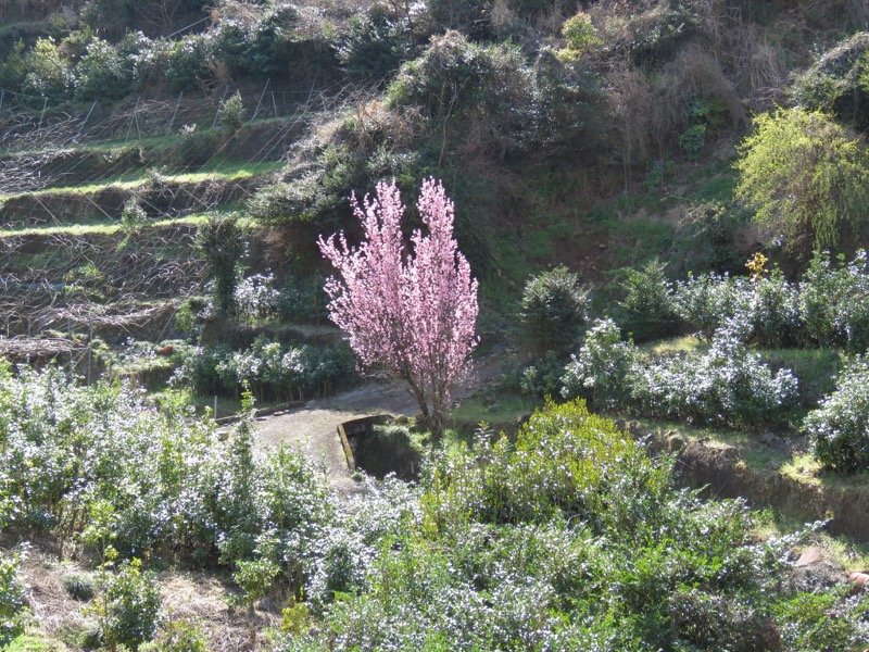 石垣山登山