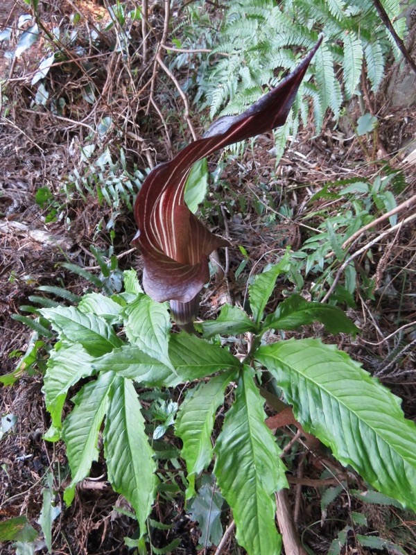 石垣山登山