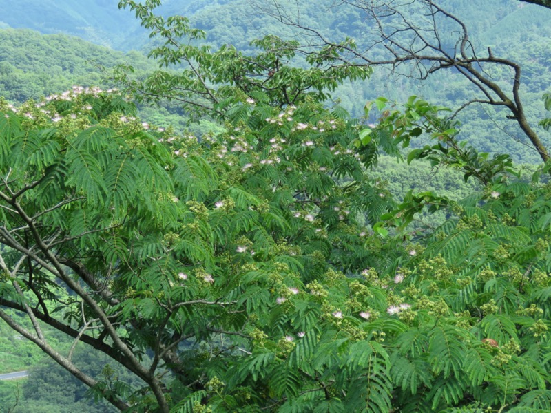 高川山