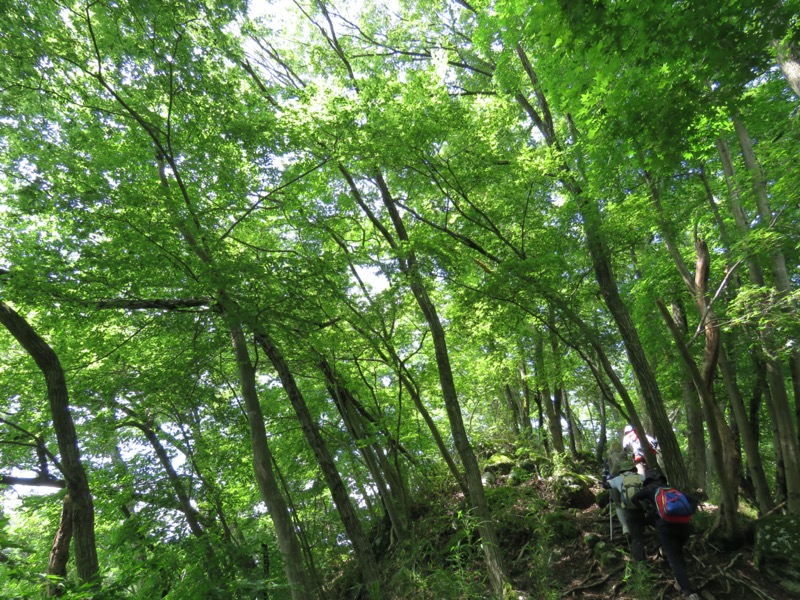 高川山