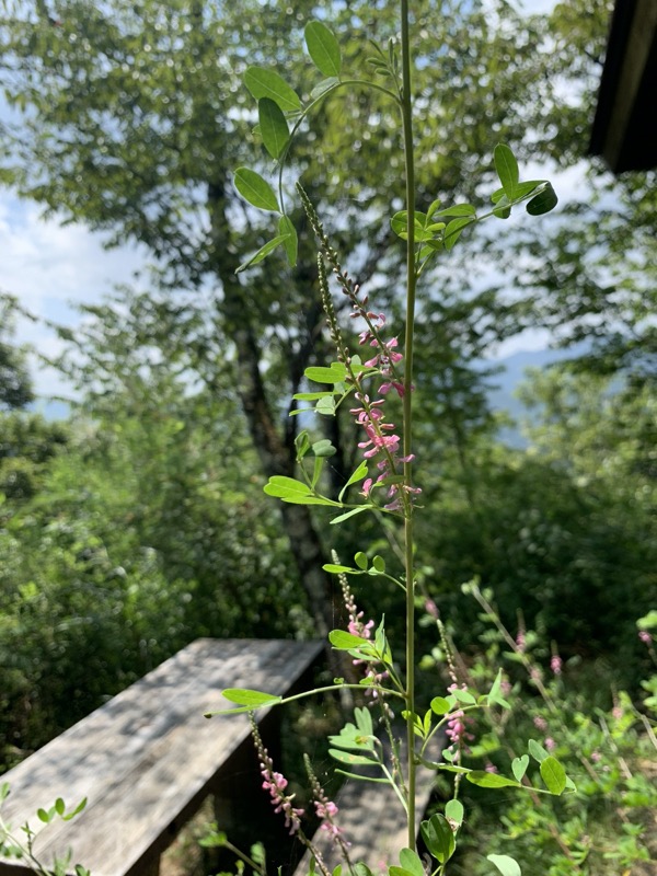 能岳