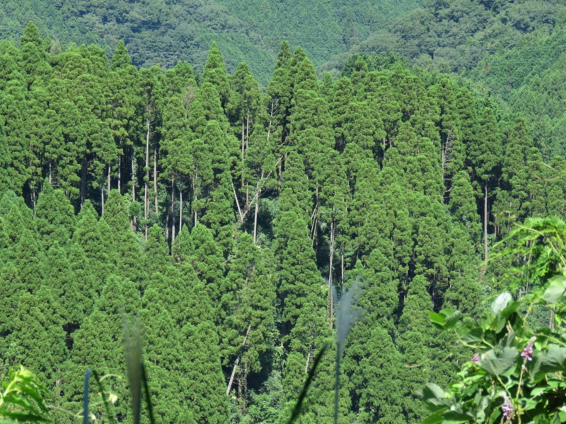 南高尾山稜