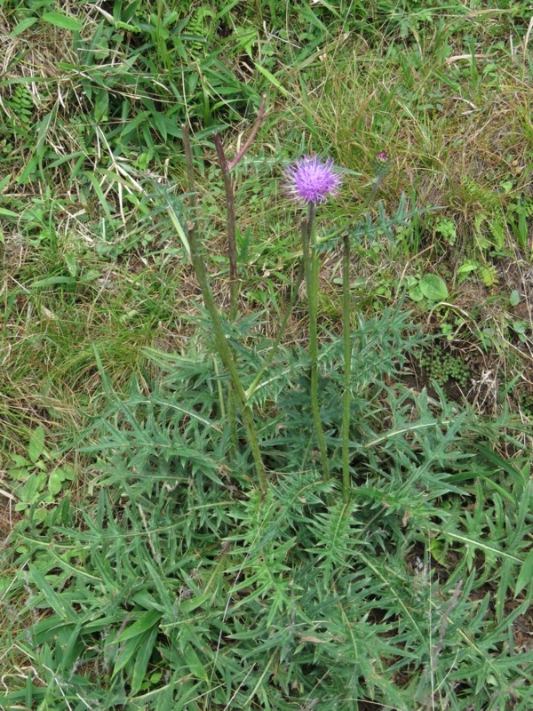 大菩薩嶺