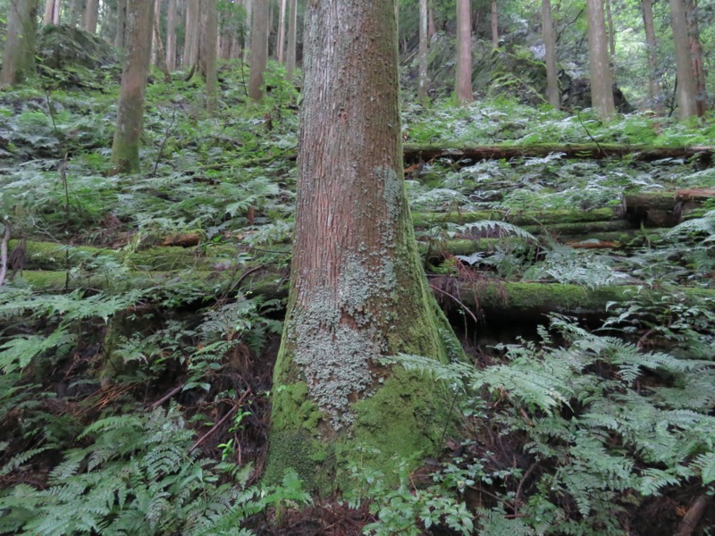 白谷沢、棒ノ嶺