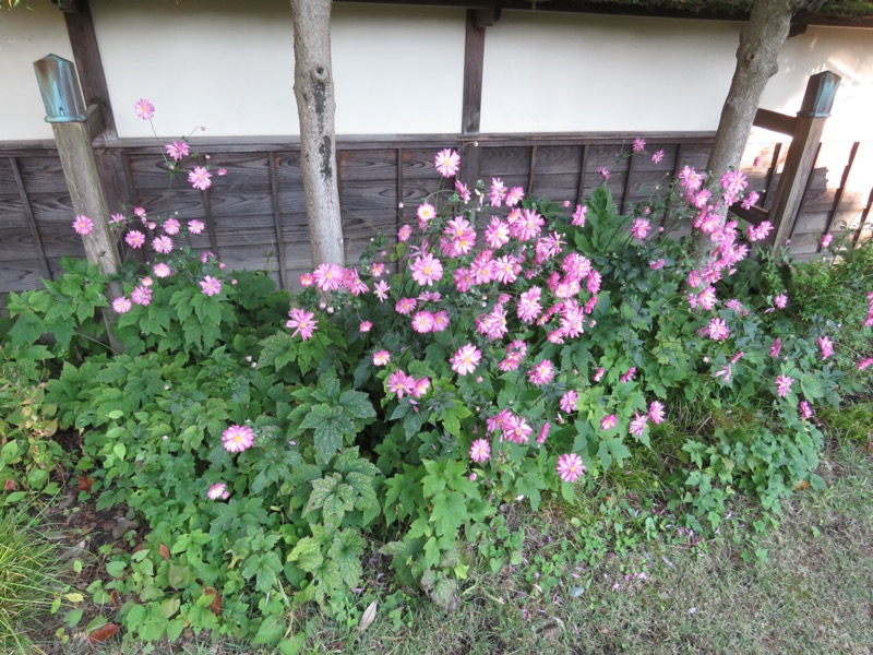 会津若松、背あぶり山