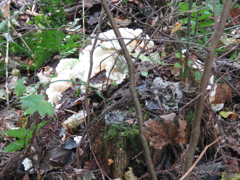 会津若松、背あぶり山