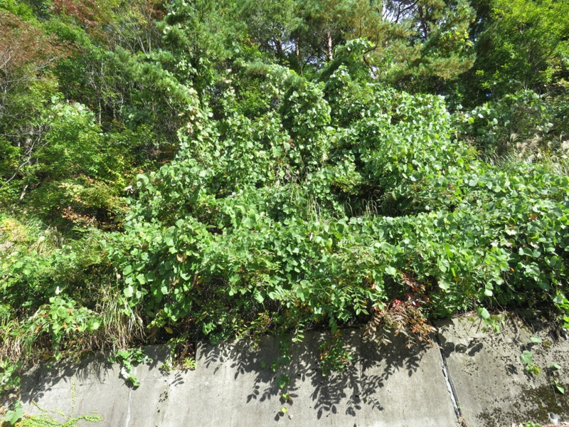 会津若松、背あぶり山