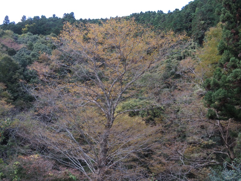 御岳山