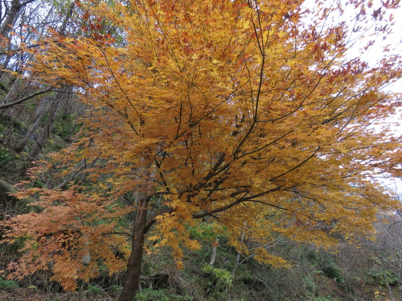 蔵王、面白山紅葉川、山寺