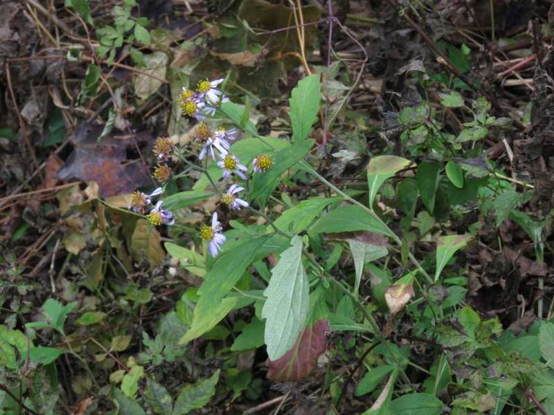 蔵王、面白山紅葉川、山寺