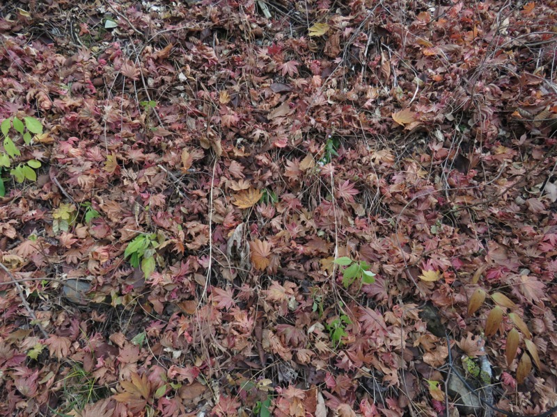 蔵王、面白山紅葉川、山寺