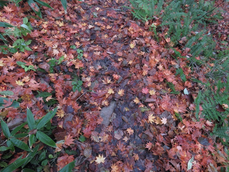 蔵王、面白山紅葉川、山寺