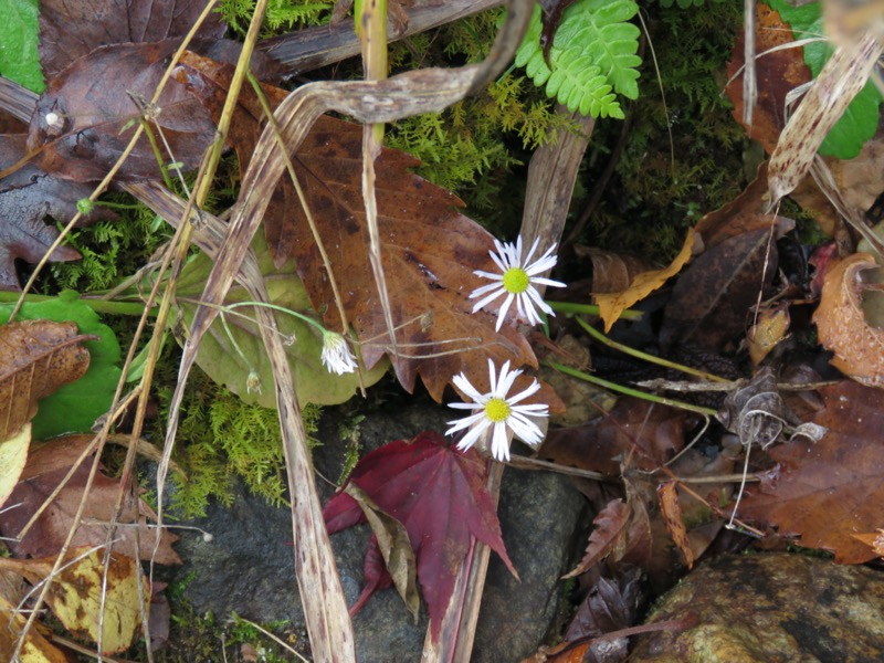 蔵王、面白山紅葉川、山寺