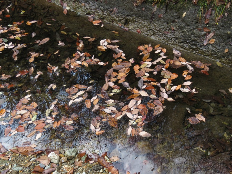 蔵王、面白山紅葉川、山寺