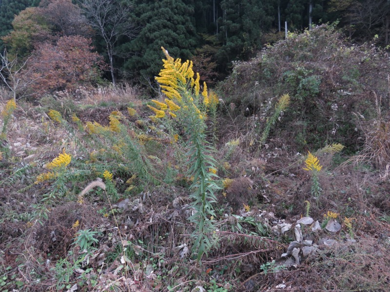 蔵王、面白山紅葉川、山寺