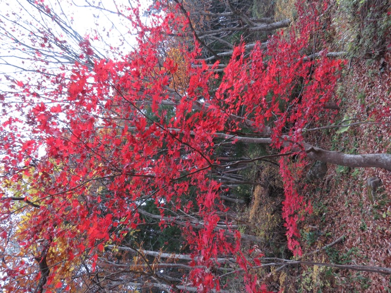 蔵王、面白山紅葉川、山寺