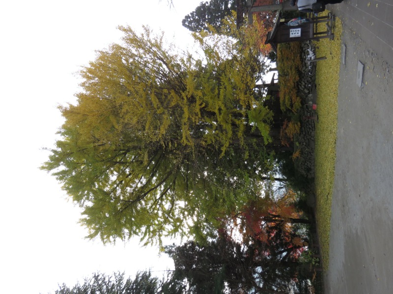 蔵王、面白山紅葉川、山寺