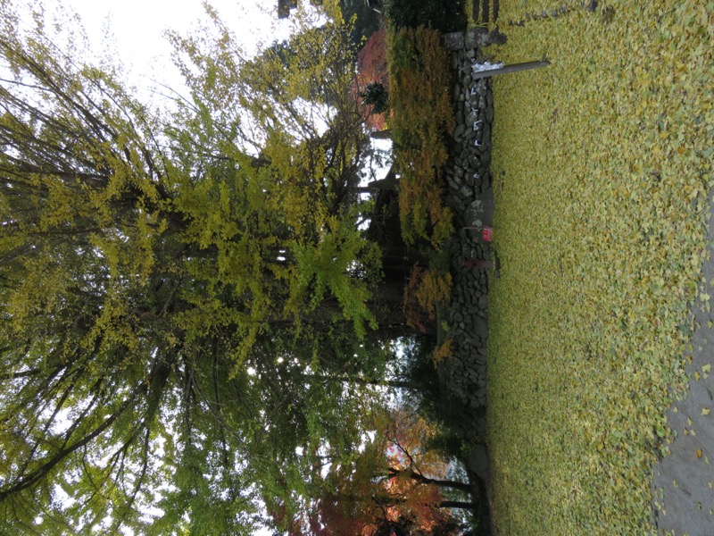 蔵王、面白山紅葉川、山寺