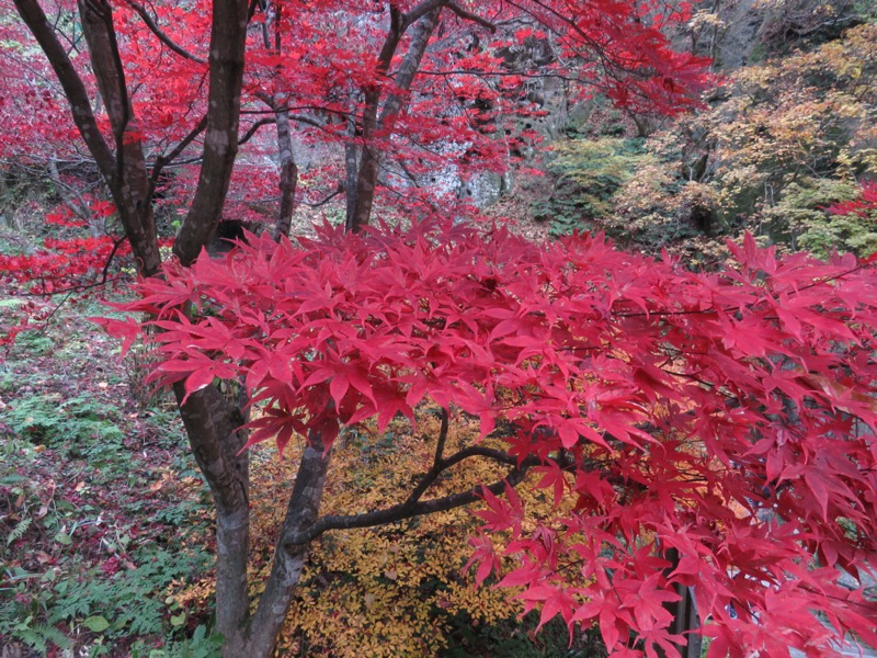 蔵王、面白山紅葉川、山寺