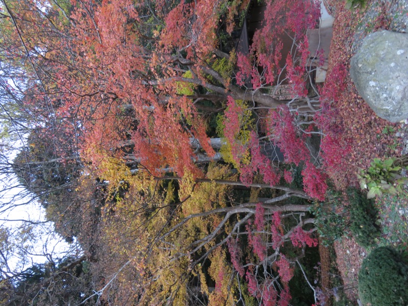 蔵王、面白山紅葉川、山寺