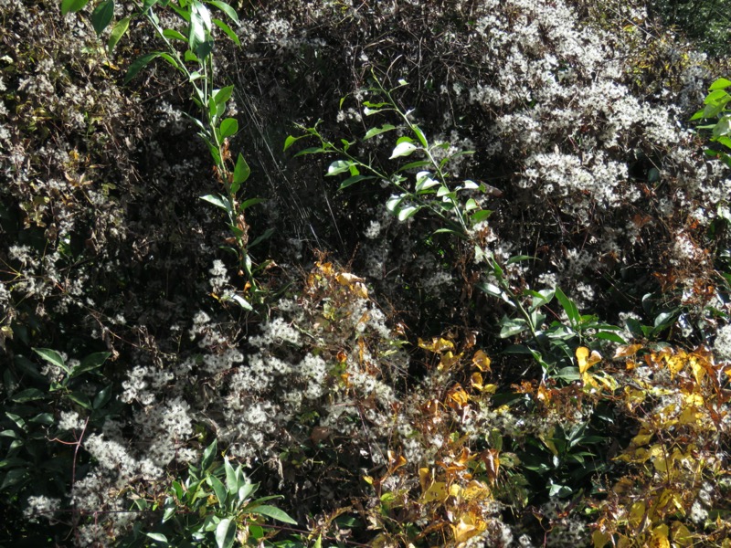 高水三山