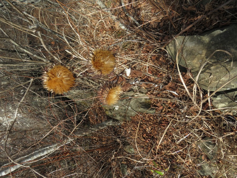 杓子山、鹿留山