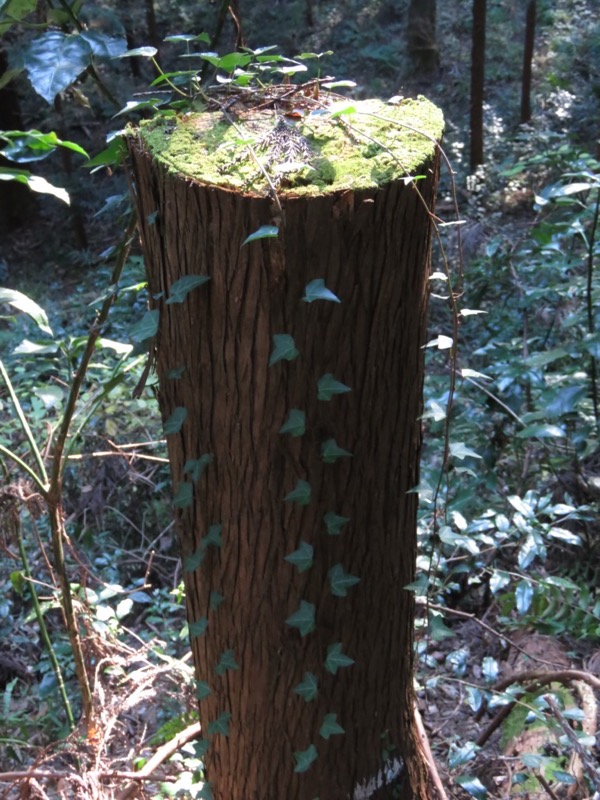 戸倉・城山