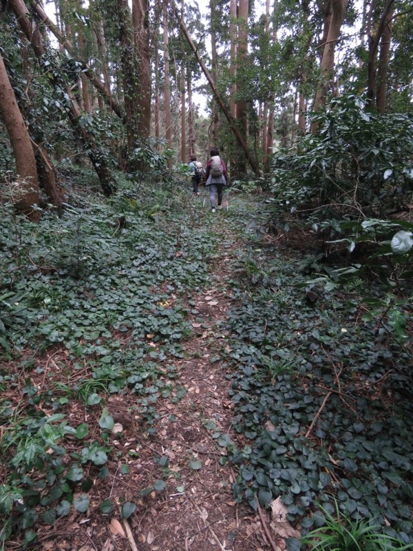 高鶴山