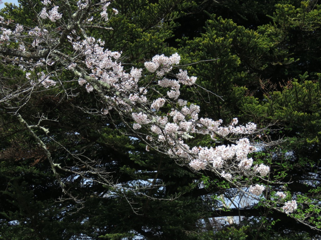 岩殿山