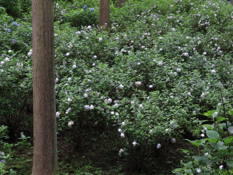 南沢あじさい山