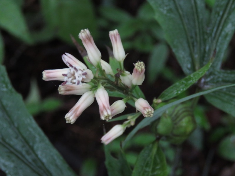 南沢あじさい山