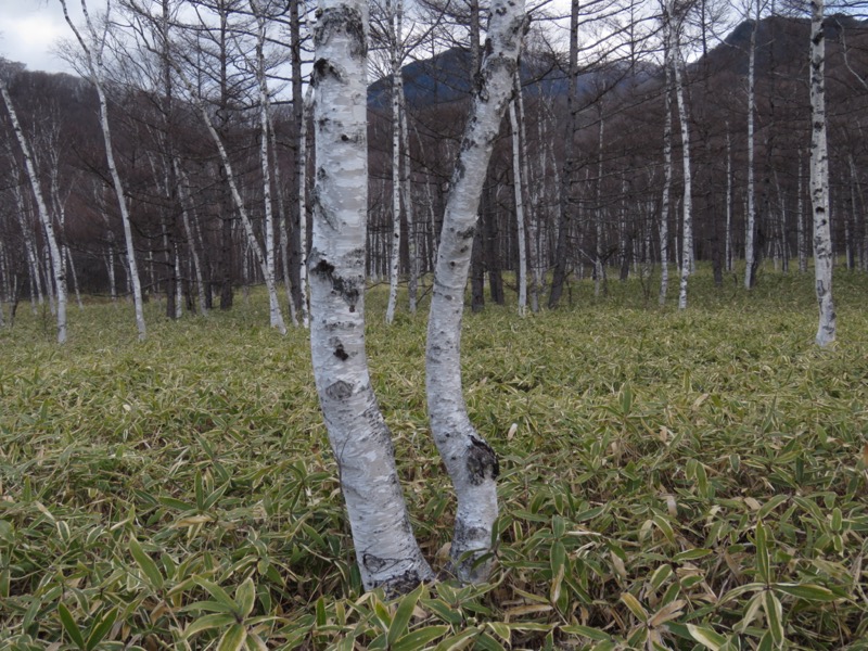 高山