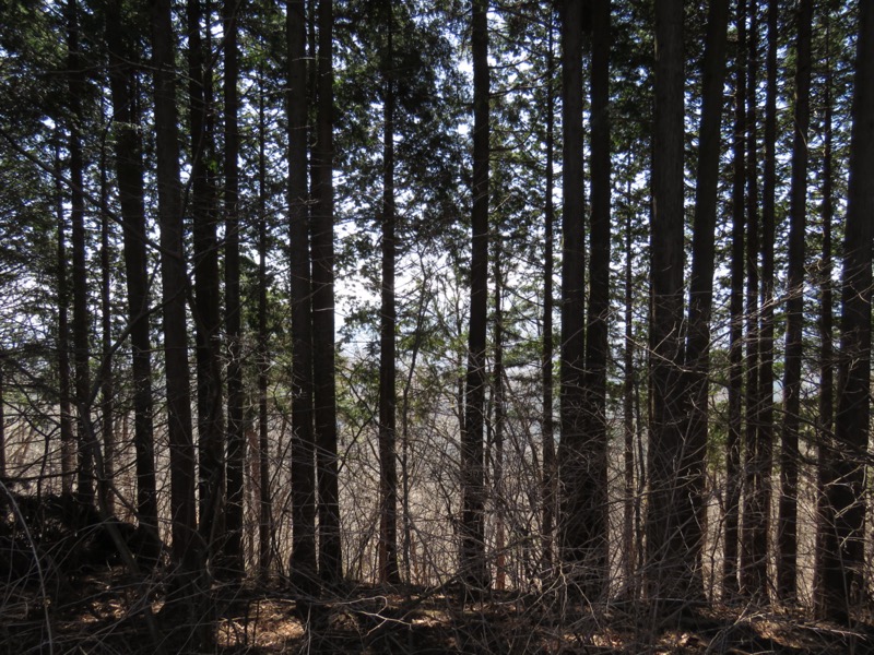 陣馬山、高尾山