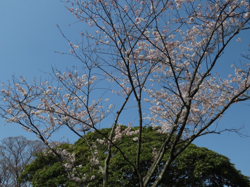 横浜ハイキング