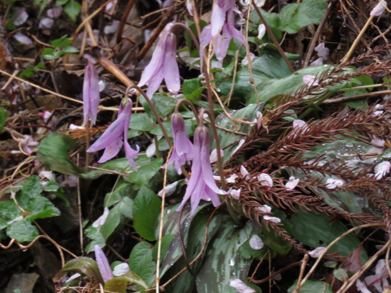 笠山、堂平山