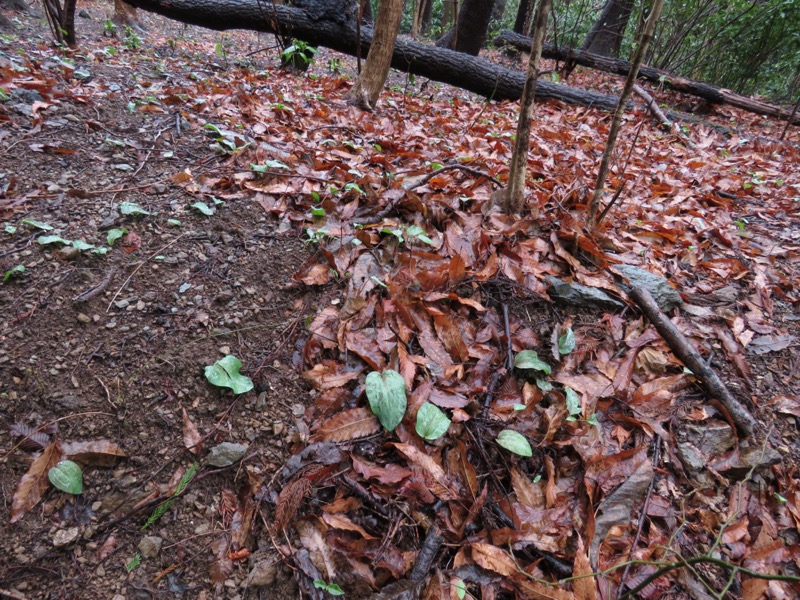 笠山、堂平山