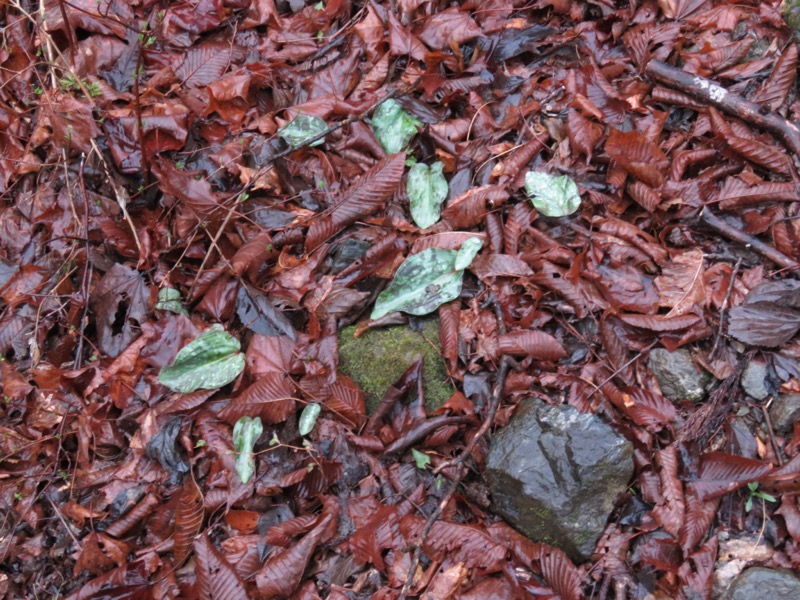 笠山、堂平山