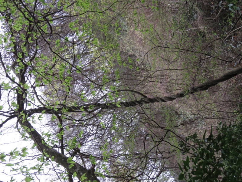 筑波山・女の川