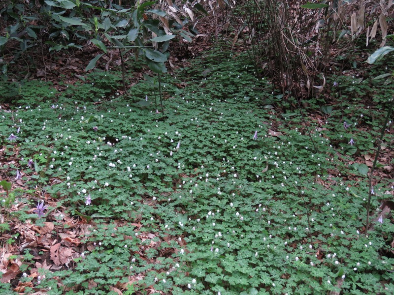 筑波山・女の川、カタクリ、ニリンソウ